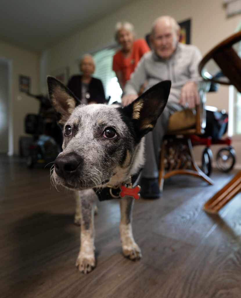 Dude, Sandy Smith Sweeney’s dog, has been a big hit with Sweeney (center) and her parents,...