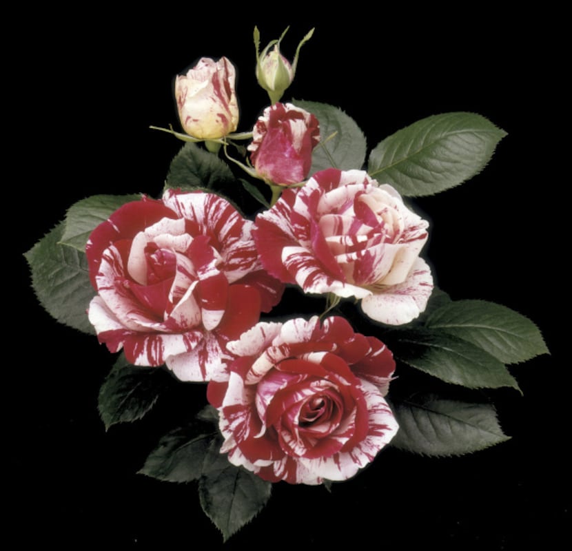 'Scentimental' rose, introduced in 1997, is a variegated red and white floribunda that...