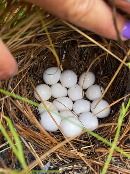 Nest success is one several important factors for recovering wild bobwhite populations.