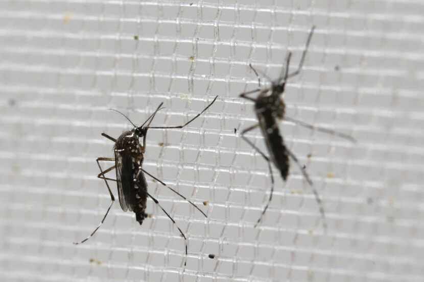 The mosquito-borne Zika virus can cause microcephaly, a severe birth defect in which babies...