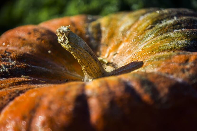Pumpkins will be among the fall produce grown at the Dallas Arboretum's new A Tasteful Place...