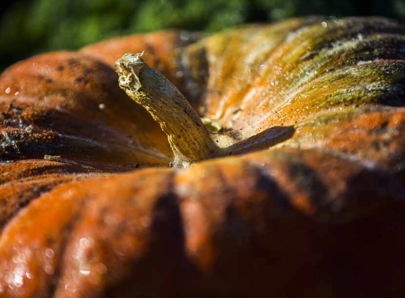 Pumpkins will be among the fall produce grown at the Dallas Arboretum's new A Tasteful Place...