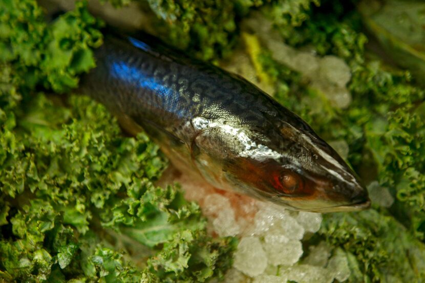 Spanish mackerel at TJ's Seafood Market and Grill in Dallas.