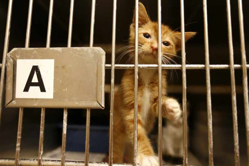 A sick kitten is treated inside the Cat Isolation room at Mesquite Animal Shelter & Adoption...