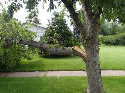 Broken tree branch in a yard next to a sidewalk