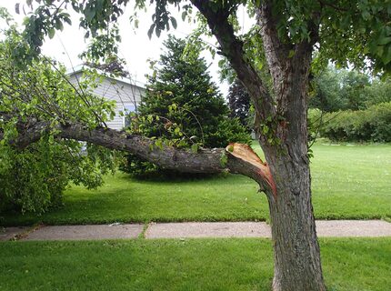 Broken tree branch in a yard next to a sidewalk