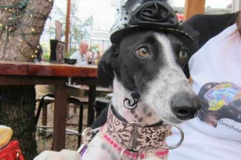 
Sharon Bright’s Lexi dressed up for a previous yappy hour on the Gin Mill’s patio.
