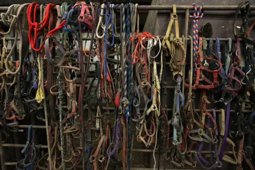 Bridles collected from confiscated livestock hang in the Kennedy Livestock Center.