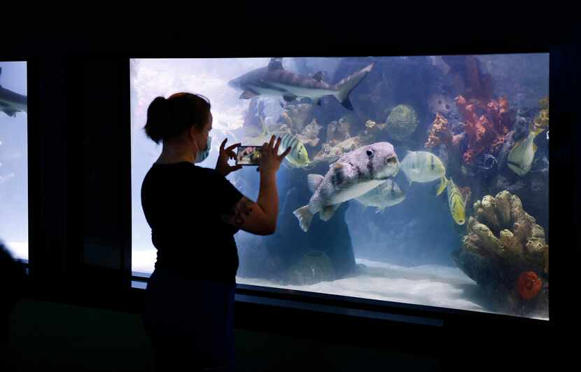 Employee Genny Vandagriff records a video of a porcupine pufferfish at The Children's...