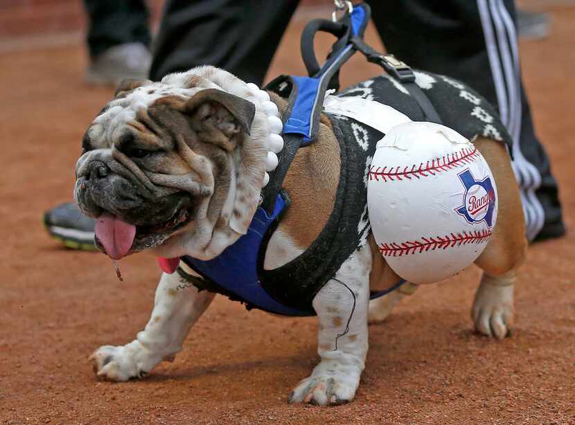 Gibby, 2, walks on the field during the annual Bark in the Park night at the Rangers vs....