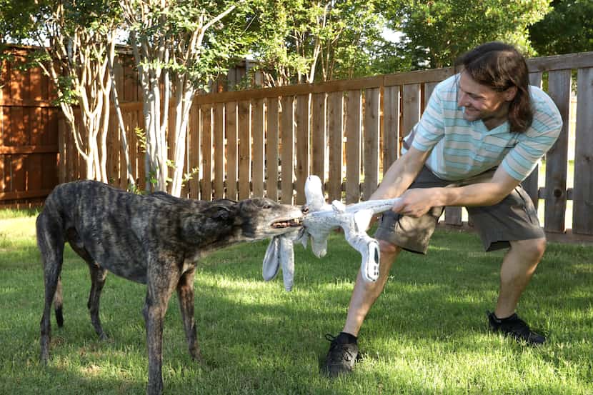 Greyhound Dolce Gambino and Don Beisert play tug-of-war at their house in Frisco.