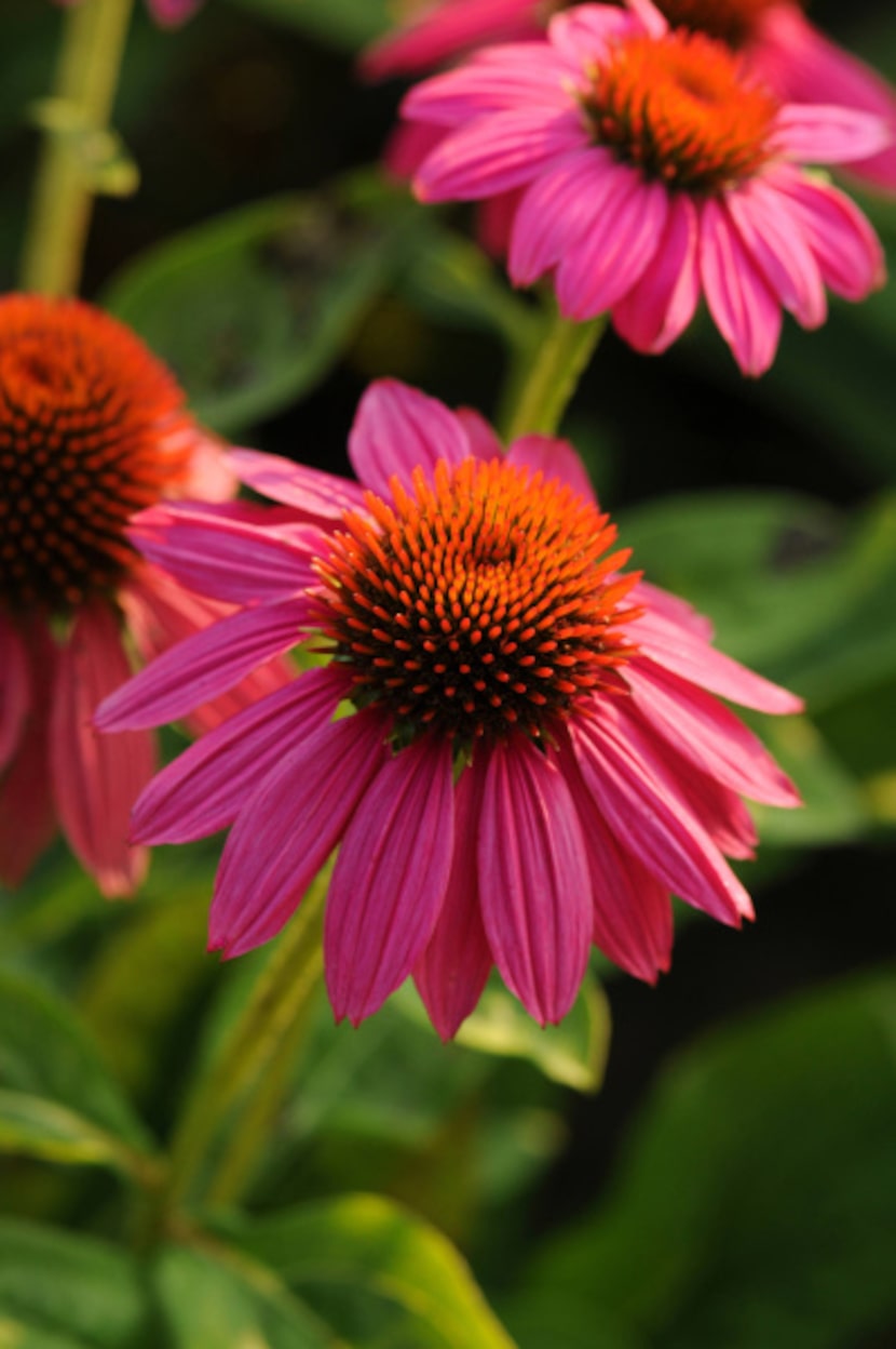 'Pow Wow Wild Berry.' Reaching a height of 20 to 24 inches in the full sun, this AAS Winner...