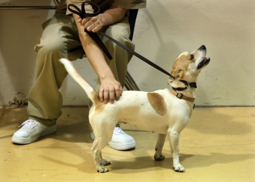 Dixie, a beagle, revels in the attention from a student during P.R.E.P. training.