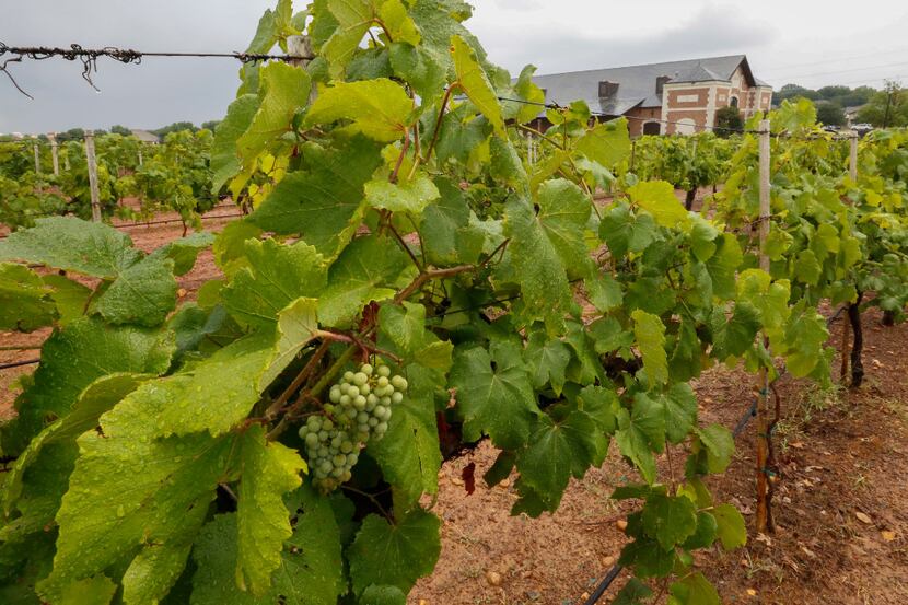 Grapes are starting to grow on the vines at  Delaney Vineyards, located at 2000 Champagne...