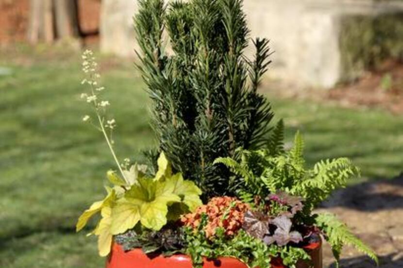 
The Fabulous Foliage container, with materials from CovingtonÕs features: Upright Japanese...