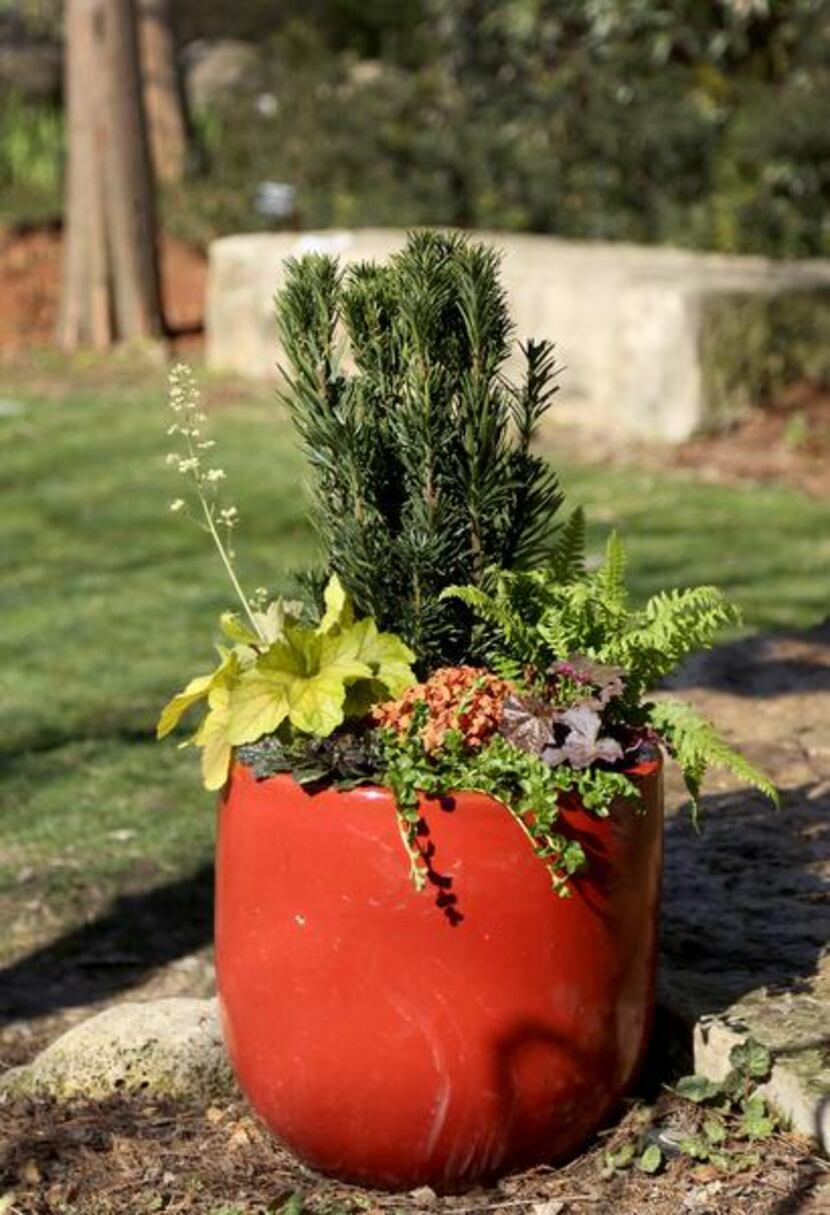 
The Fabulous Foliage container, with materials from CovingtonÕs features: Upright Japanese...