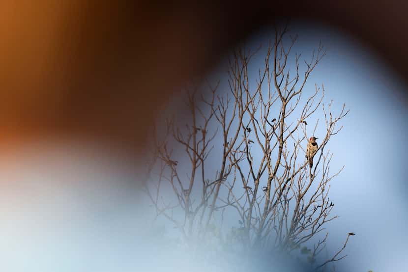 A Northern Flicker sits on a branch of a tree, spotted by birdwatcher Kalder Korte at Harry...