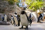 Penguin Days, the Dallas Zoo's winter discount, ends Feb. 29, a day later than in a typical...