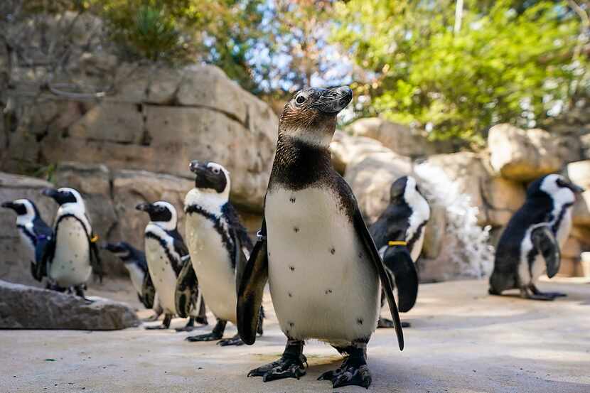 Penguin Days, the Dallas Zoo's winter discount, ends Feb. 29, a day later than in a typical...