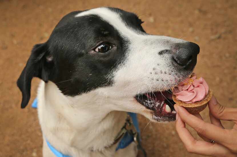 "Kai" gets a cupcake at his birthday party held at Mutts Canine Cantina in Uptown just...