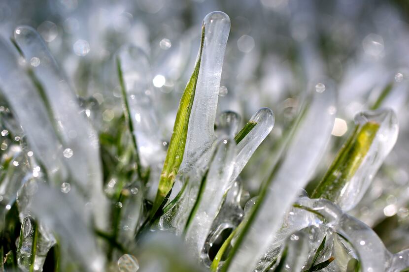 Ice covers grass from a sprinkler system along Abrams Road in East Dallas. (Rose Baca/Staff...