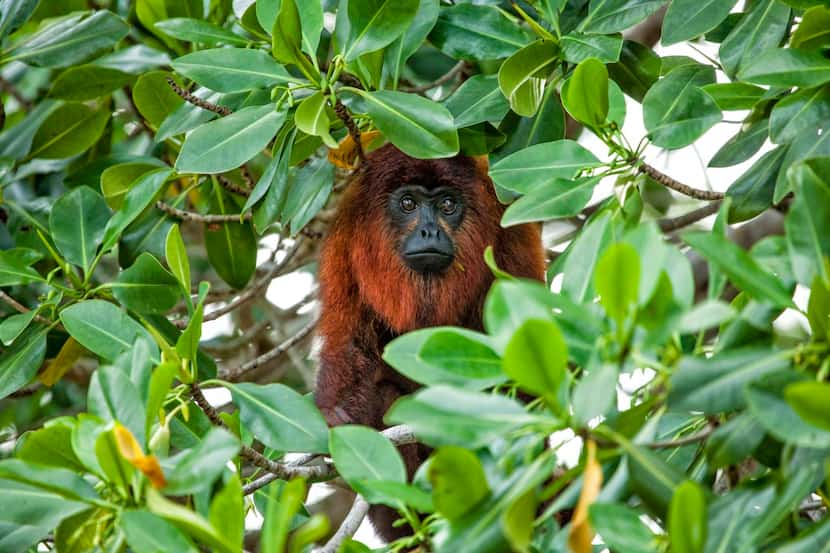 
A howler monkey peeks out of a cluster of mangroves near an old plantation outside...