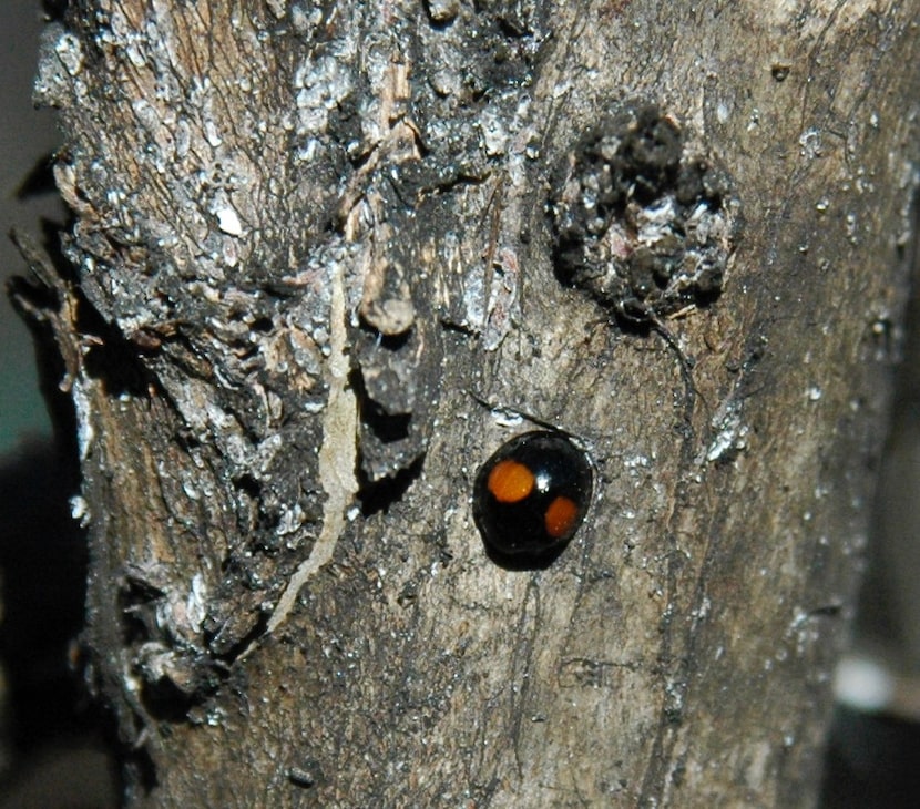 Twice stabbed ladybugs can clean up scale on crape myrtles.