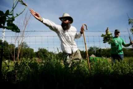  Trog Trogdon (left) and Daron Babcock pick turnips at the farm. (Andy Jacobsohn/Staff...