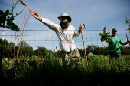  Trog Trogdon (left) and Daron Babcock pick turnips at the farm. (Andy Jacobsohn/Staff...