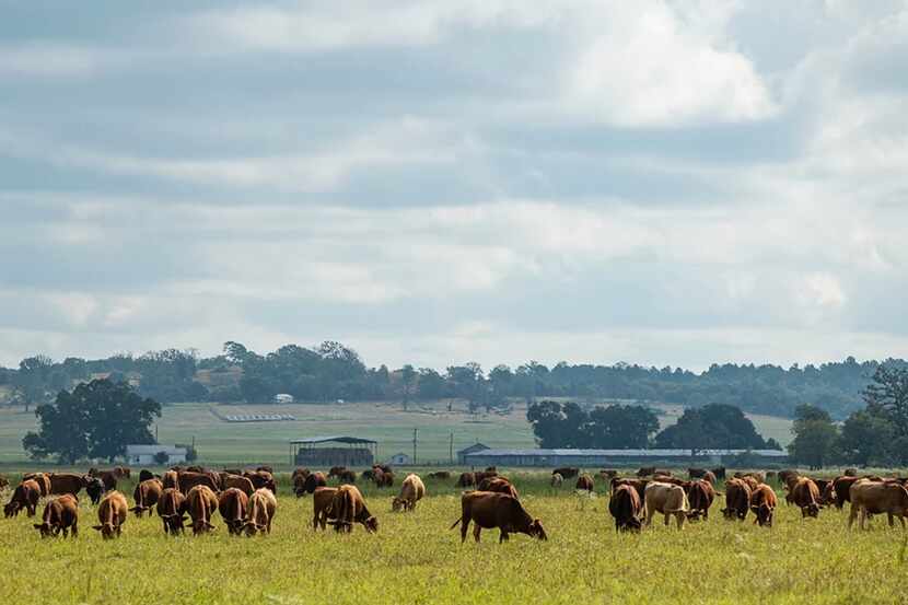 The Elkhart Ranch is a working cattle spread south of Dallas.