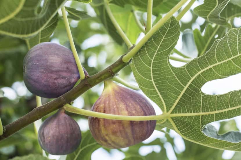 Ripe figs on the tree. 