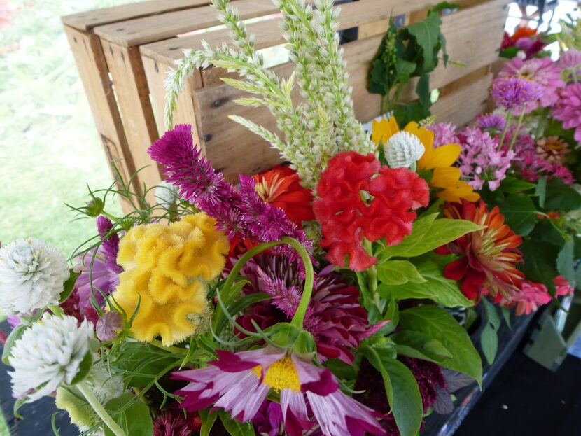 Celosia, or cock's comb, pictured at Coppell Farmers Market, produces these fuzzy, frilly...