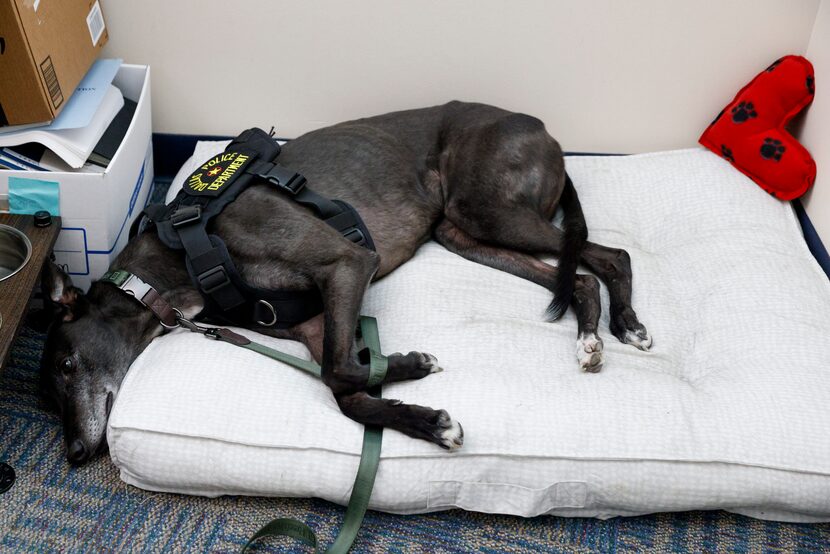 Aussie's office space is adjacent to Officer Joe King's desk and he's happy to nap between...