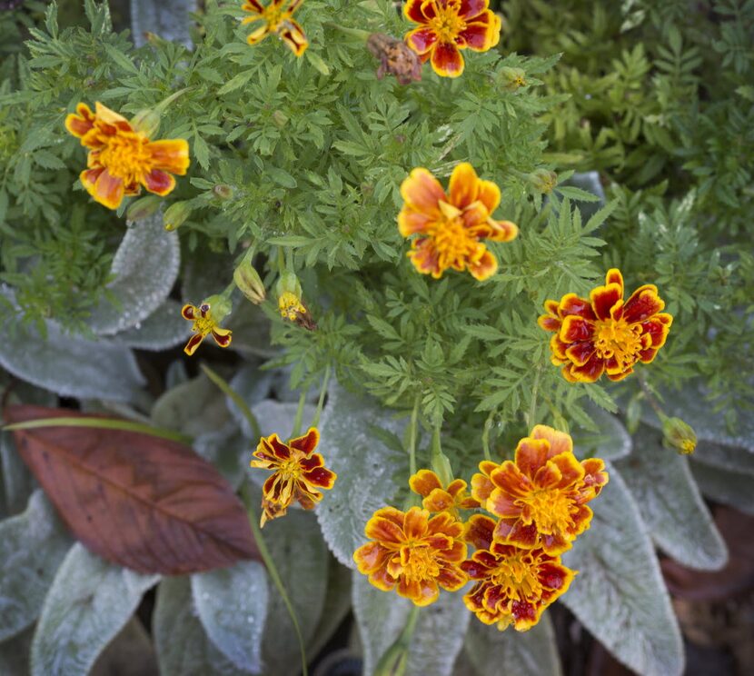 Marigolds in an Oak Cliff neighborhood.