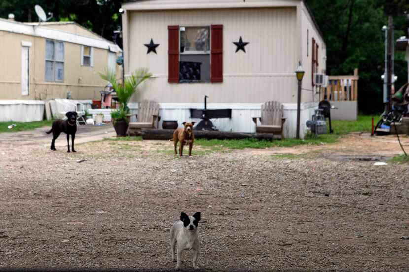 Stray animals, particularly dogs in southern Dallas, have become a major source of...