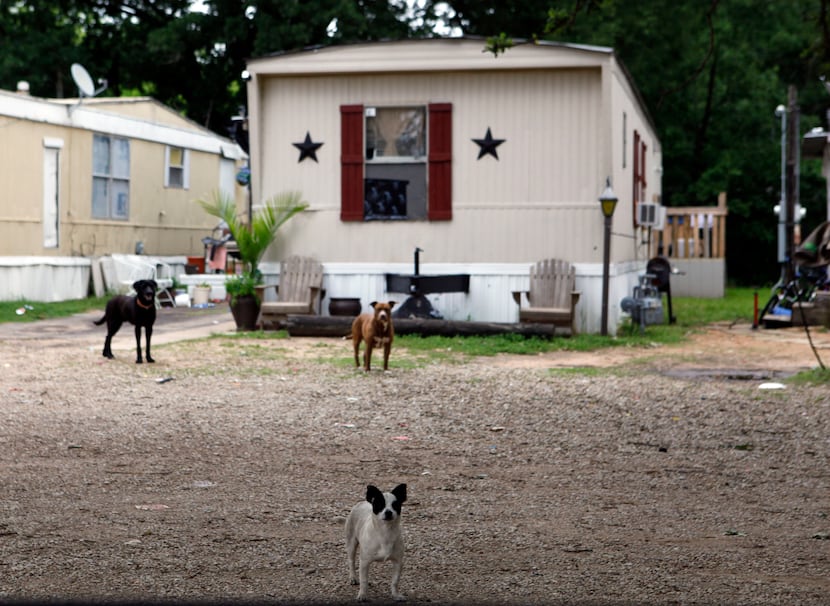 Loose dogs should be reported to the city of Dallas' 311 line, said Anne Barnes, a manager...