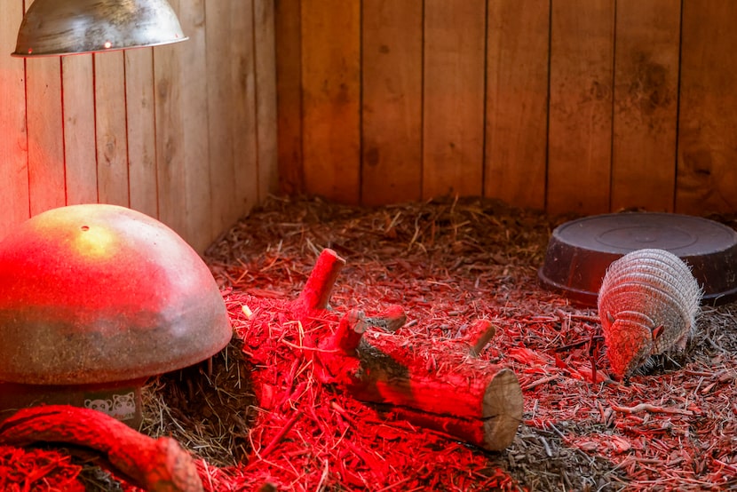 An armadillo roams its enclosure under the glow of a heat lamp at the Dallas Zoo, Wednesday,...