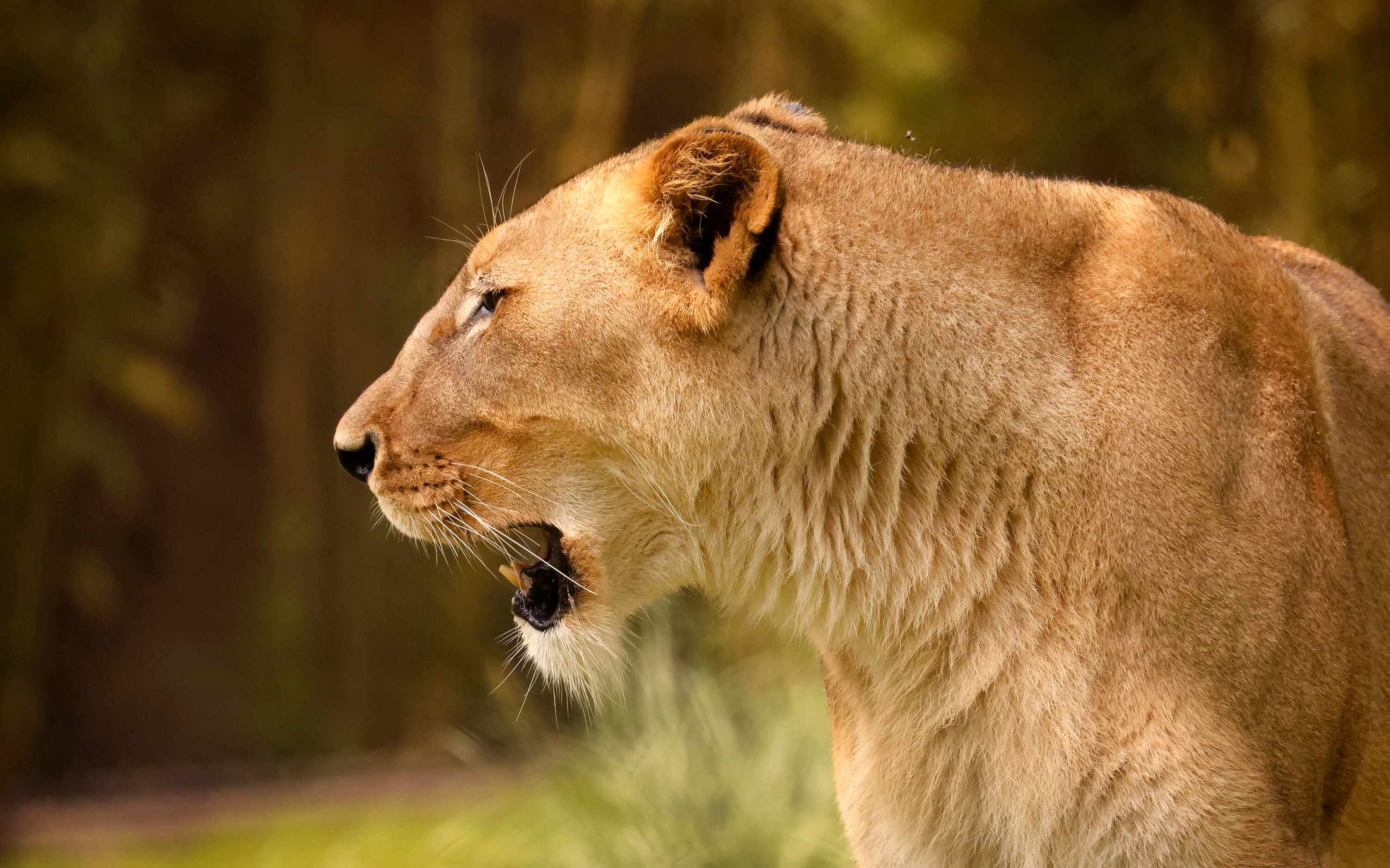 A female African lion is pictured in the third phase of A Wilder Vision, Predators of Asia &...