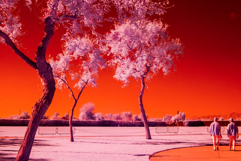 Trees glow under a red sky as Texas Rangers players head to a practice field during a spring...