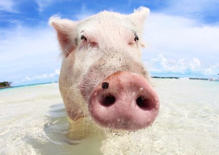 You can get up close and personal with the swine on Pig Beach. 