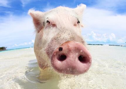 You can get up close and personal with the swine on Pig Beach. 