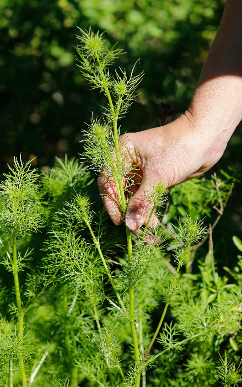 Nigella in the garden of Shelley Cramm.