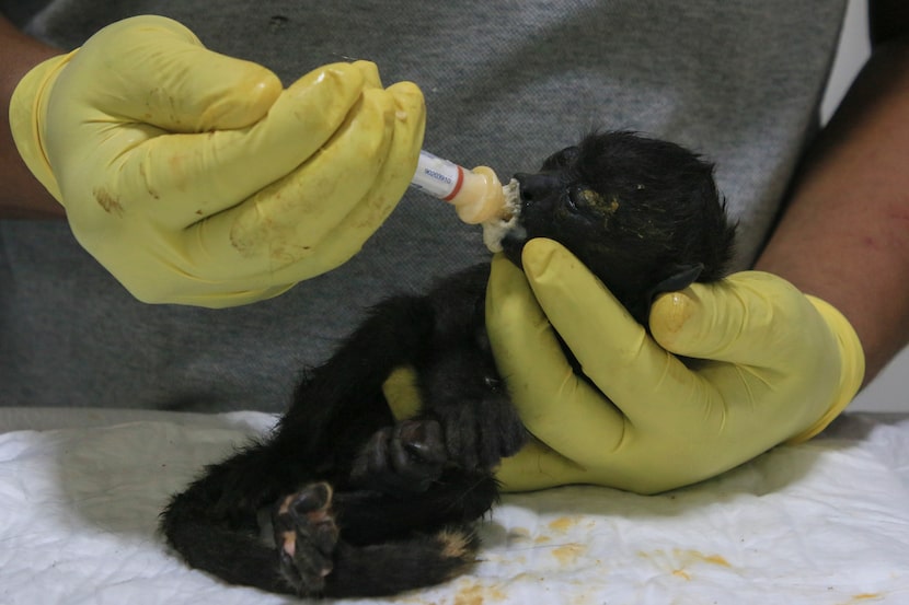 A veterinarian feeds a young howler monkey rescued amid extremely high temperatures in...