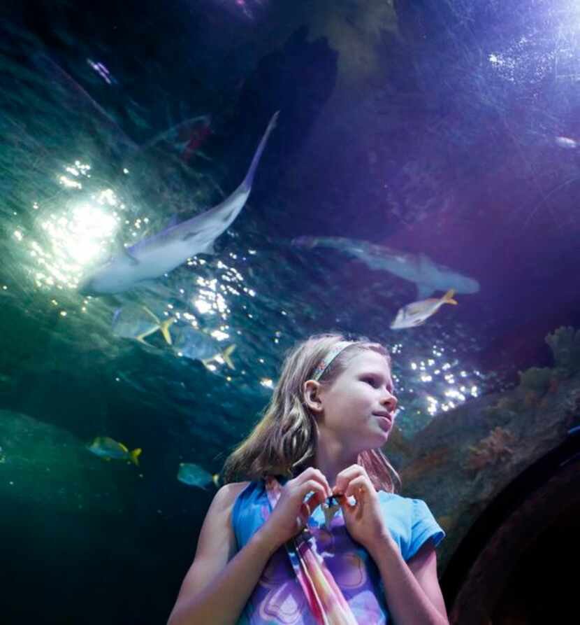 
THE 360-DEGREE tunnel at the aquarium showcases sharks, rays and other sea life.


