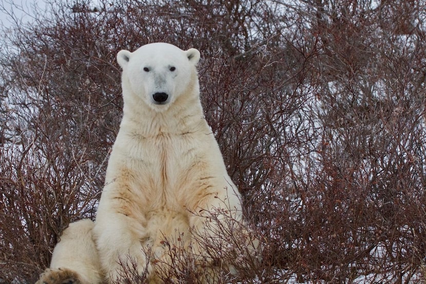 This big guy sat about 15 feet from us and watched as we had lunch. 