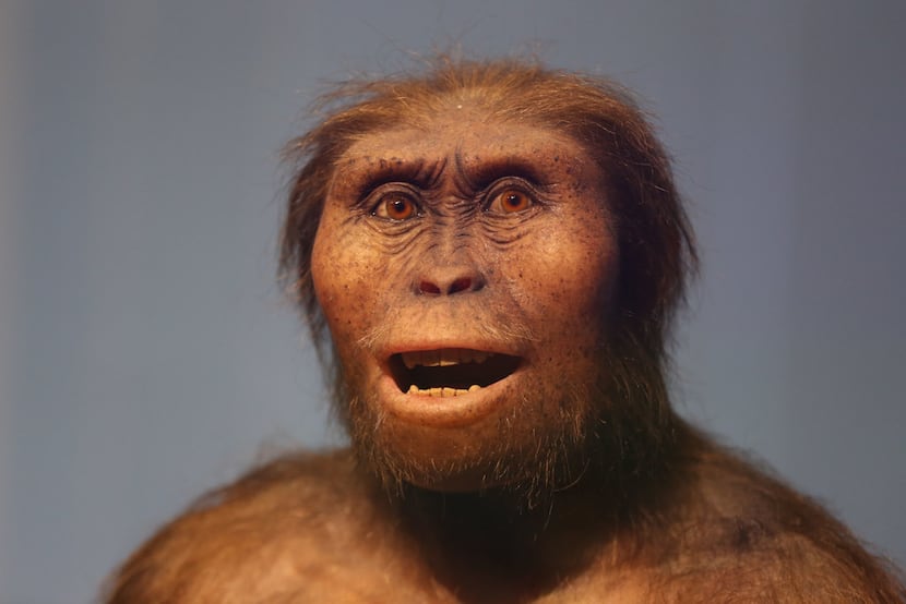 The new exhibit hall features a full-size model of Lucien, a human ancestor who lived 3...