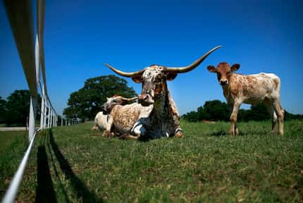 A family of longhorn cattle are seen in the Mountain View Ranch community, an...
