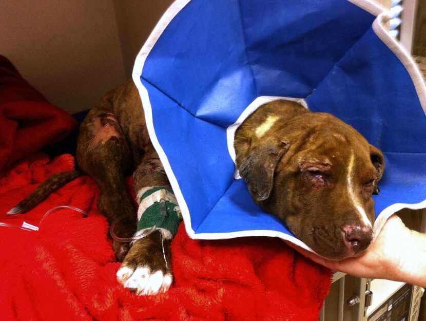  Dallas police investigated in 2012 after Justice, a 4-month-old Labrador terrier mix, was...