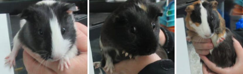 Police are searching for the person who abandoned a five guinea pigs at the Santa Fe Trestle...