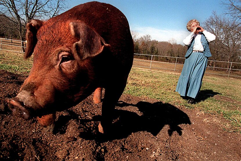  Patricia Coleman practices her 'hidden talent' of hog calling with a hog from the...